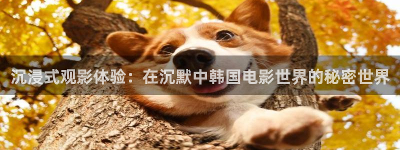a秋霞：沉浸式观影体验：在沉默中韩国电影世界的秘密世界